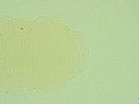 Antechiniscus perplexus image