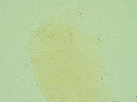 Antechiniscus perplexus image