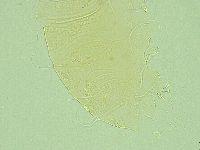 Antechiniscus perplexus image