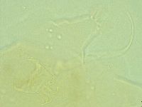 Antechiniscus perplexus image