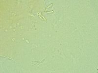 Antechiniscus perplexus image