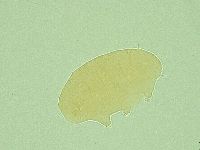 Pseudechiniscus novaezeelandiae image