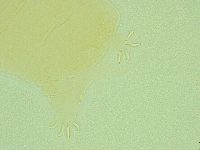 Pseudechiniscus novaezeelandiae image