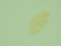 Pseudechiniscus novaezeelandiae image
