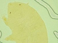 Pseudechiniscus juanitae image