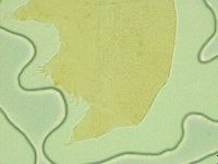 Pseudechiniscus juanitae image