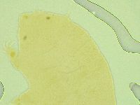 Pseudechiniscus juanitae image