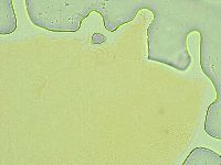 Pseudechiniscus novaezeelandiae image