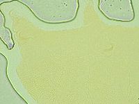 Pseudechiniscus novaezeelandiae image