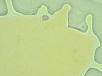 Pseudechiniscus novaezeelandiae image