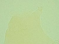 Pseudechiniscus novaezeelandiae image