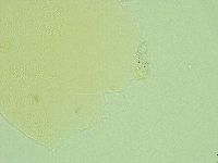 Pseudechiniscus novaezeelandiae image
