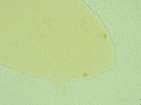 Pseudechiniscus novaezeelandiae image