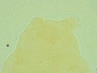 Pseudechiniscus novaezeelandiae image
