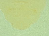 Pseudechiniscus novaezeelandiae image