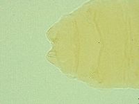 Pseudechiniscus suillus image