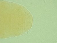 Pseudechiniscus suillus image