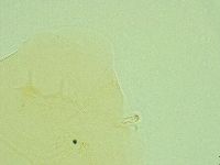 Pseudechiniscus novaezeelandiae image