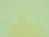 Pseudechiniscus novaezeelandiae image