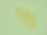 Pseudechiniscus novaezeelandiae image
