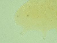Pseudechiniscus novaezeelandiae image