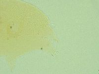 Pseudechiniscus novaezeelandiae image