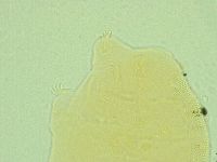 Pseudechiniscus novaezeelandiae image