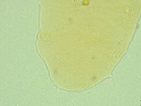 Pseudechiniscus novaezeelandiae image