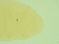 Pseudechiniscus novaezeelandiae image