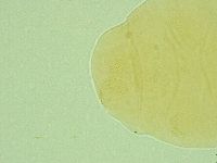 Pseudechiniscus novaezeelandiae image