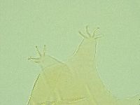 Pseudechiniscus novaezeelandiae image