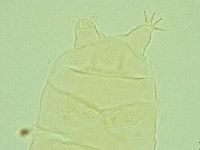 Pseudechiniscus novaezeelandiae image