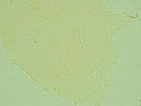 Pseudechiniscus novaezeelandiae image