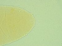 Pseudechiniscus novaezeelandiae image