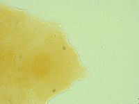 Pseudechiniscus novaezeelandiae image