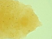 Pseudechiniscus novaezeelandiae image