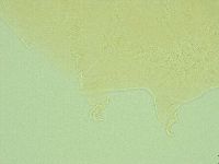 Pseudechiniscus novaezeelandiae image