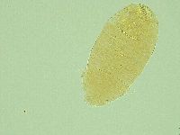 Pseudechiniscus novaezeelandiae image