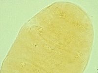 Pseudechiniscus novaezeelandiae image