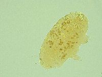 Pseudechiniscus novaezeelandiae image
