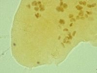Pseudechiniscus novaezeelandiae image