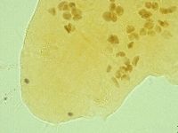 Pseudechiniscus novaezeelandiae image