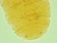 Pseudechiniscus novaezeelandiae image