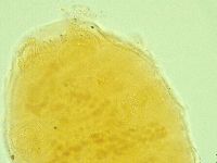 Pseudechiniscus novaezeelandiae image