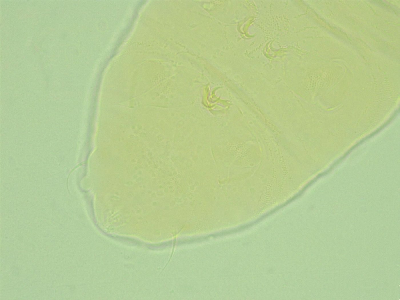 Pseudechiniscus novaezeelandiae image