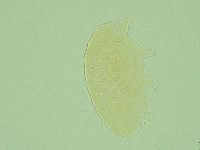 Pseudechiniscus novaezeelandiae image