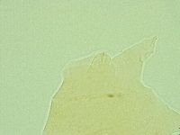 Pseudechiniscus novaezeelandiae image