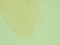 Pseudechiniscus novaezeelandiae image