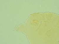 Pseudechiniscus novaezeelandiae image