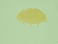 Pseudechiniscus suillus image